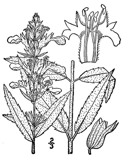 drawing of Teucrium canadense var. canadense, American Germander, Wood Sage, Common Germander