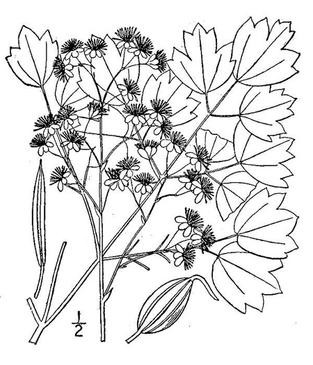 drawing of Thalictrum coriaceum, Appalachian Meadowrue, Maid of the Mist