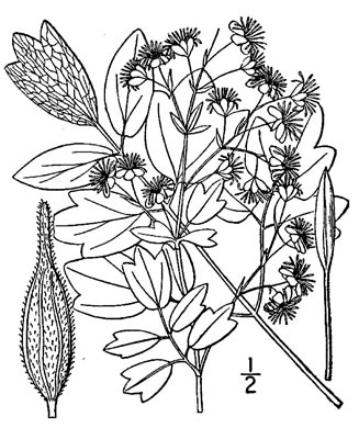drawing of Thalictrum dasycarpum, Purple Meadowrue