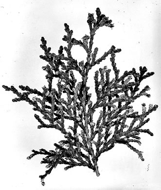 drawing of Platycladus orientalis, Oriental Arborvitae, Tree-of-life
