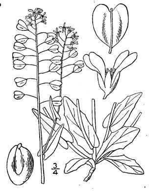drawing of Noccaea perfoliata, Perfoliate Pennycress, Thoroughwort Pennycress