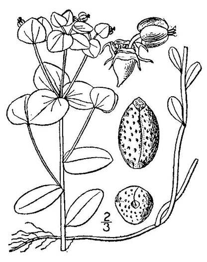 drawing of Euphorbia commutata, Woodland Spurge, Tinted Spurge, Wood Spurge