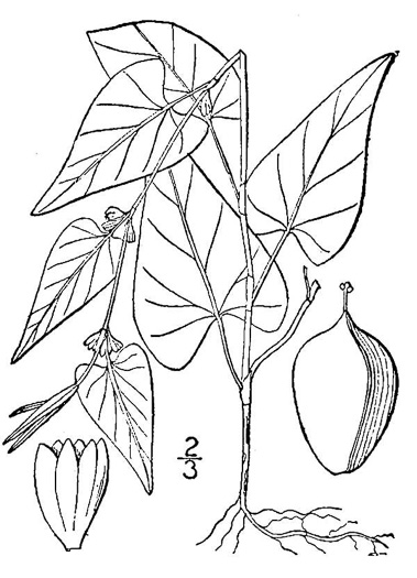 drawing of Fallopia convolvulus, Climbing Buckwheat, Nimblewill, Black Bindweed