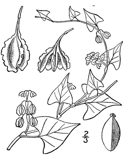 image of Fallopia cristata, Crested Climbing Buckwheat, Climbing False Buckwheat