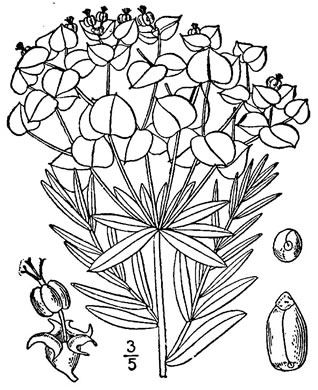 drawing of Euphorbia esula var. esula, Wolf's-milk, Leafy Spurge