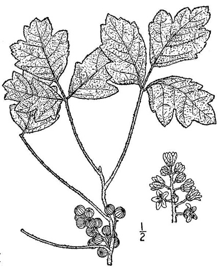 drawing of Toxicodendron pubescens, Poison Oak, Southeastern Poison Oak
