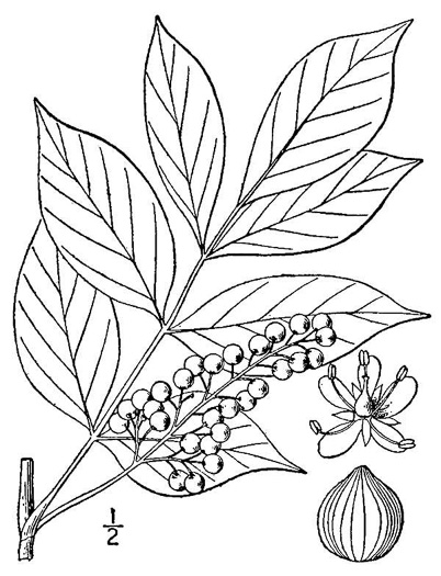 drawing of Toxicodendron vernix, Poison Sumac, Thunderwood