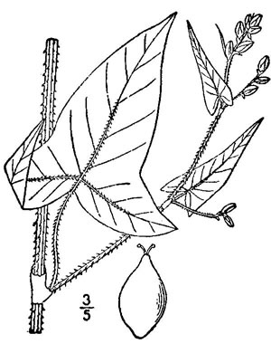 drawing of Persicaria arifolia, Halberd-leaf Tearthumb