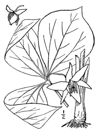 image of Trillium cernuum, Northern Nodding Trillium