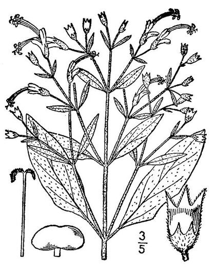 drawing of Trichostema dichotomum, Common Blue Curls, Forked Blue Curls