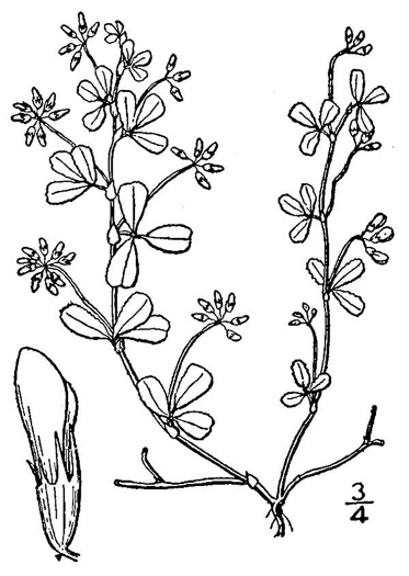 drawing of Trifolium dubium, Least Hop Clover, Low Hop Clover, Suckling Clover, Little Hop Clover