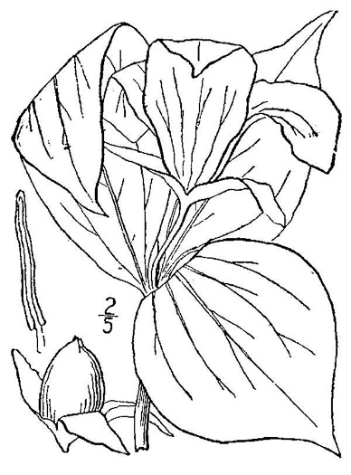 image of Trillium grandiflorum, Large-flowered Trillium, Great White Trillium, White Wake-robin, Showy Wake-robin