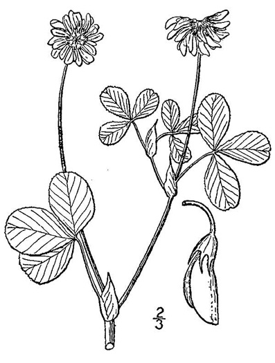 drawing of Trifolium hybridum, Alsike Clover