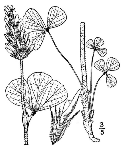 drawing of Trifolium incarnatum, Crimson Clover