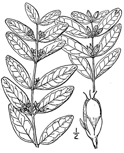 drawing of Triadenum walteri, Walter’s Marsh St. Johnswort, Greater Marsh St. Johnswort