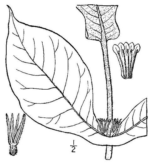 drawing of Triosteum perfoliatum, Perfoliate Horse-gentian, Perfoliate Tinker's-weed, Wild Coffee, Feverwort