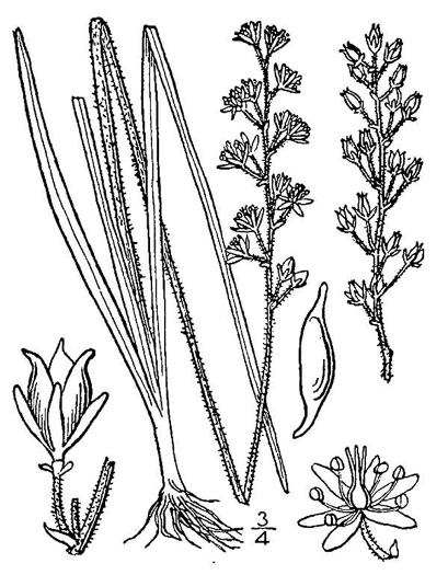 drawing of Triantha racemosa, Coastal Bog Asphodel, Southern Bog Asphodel, Coastal False Asphodel, Savanna Asphodel