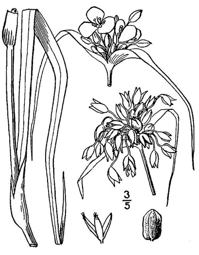 drawing of Tradescantia ohiensis, Smooth Spiderwort, Ohio Spiderwort