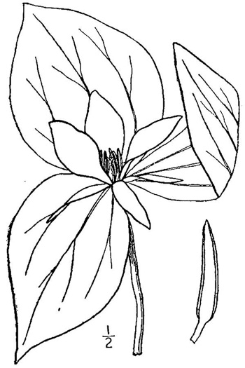 image of Trillium sessile, Sessile Trillium, Sessile Toadshade, Toad Trillium