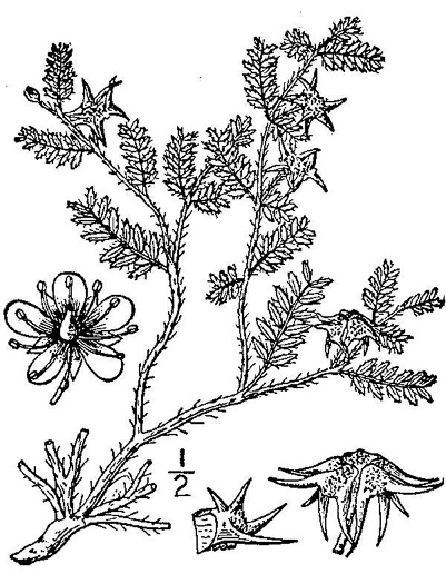 image of Tribulus terrestris, Puncture-weed, Caltrop, Devil's-thorn, Puncture Vine