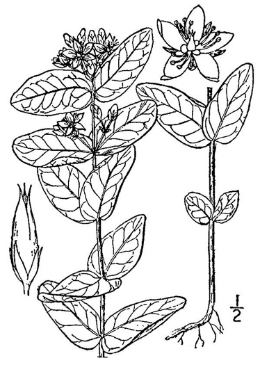 drawing of Triadenum virginicum, Virginia Marsh St. Johnswort, Common Marsh St. Johnswort
