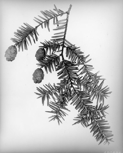image of Tsuga canadensis, Eastern Hemlock, Canada Hemlock, Spruce Pine, Hemlock Spruce