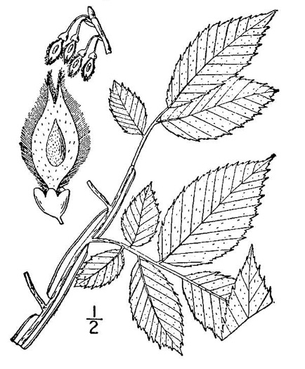 drawing of Ulmus alata, Winged Elm