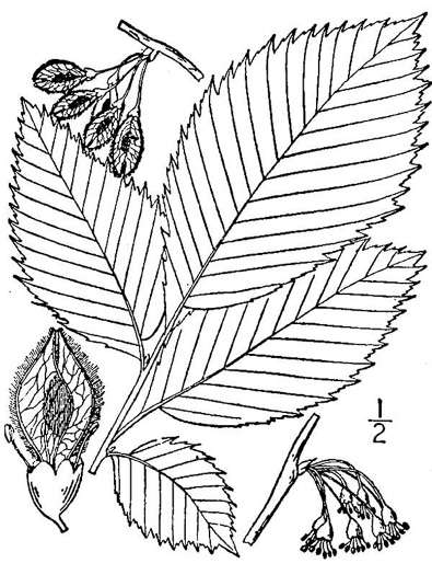drawing of Ulmus americana var. americana, American Elm, White Elm