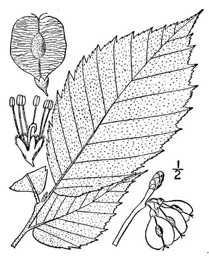 drawing of Ulmus rubra, Slippery Elm, Red Elm