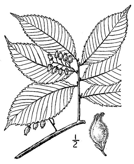 drawing of Ulmus serotina, September Elm, Rock Elm