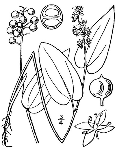 drawing of Maianthemum canadense, Canada Mayflower, "False Lily-of-the-valley", "Wild Lily-of-the-valley"