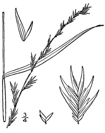 drawing of Chasmanthium laxum, Slender Woodoats, Slender Spikegrass
