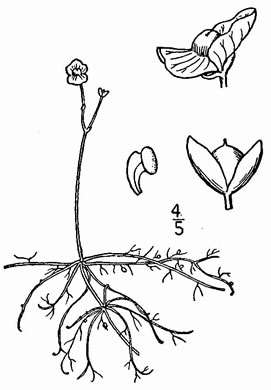 image of Utricularia gibba, Shortspur Creeping Bladderwort, Humped Bladderwort