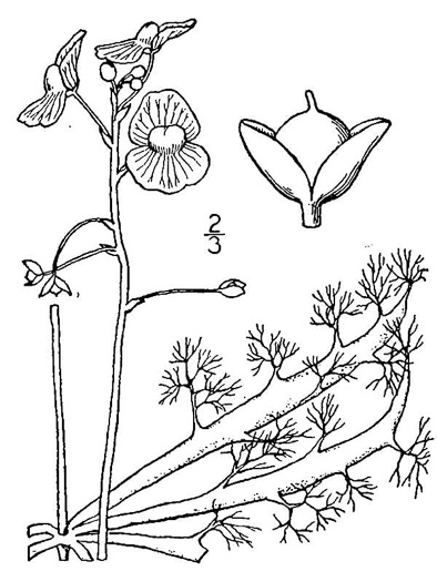 drawing of Utricularia inflata, Swollen Bladderwort, Inflated Bladderwort, Floating Bladderwort