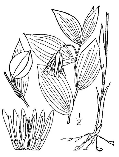 image of Uvularia puberula, Mountain Bellwort, Appalachian Bellwort, Carolina Bellwort, Coastal Bellwort