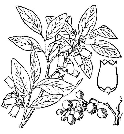 drawing of Vaccinium corymbosum, Smooth Highbush Blueberry, Northern Highbush Blueberry