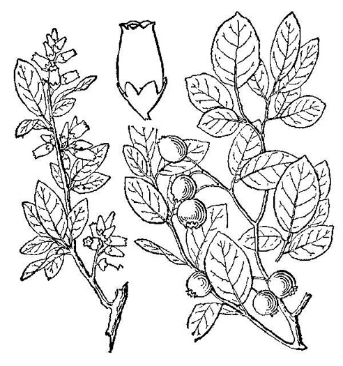 image of Vaccinium pallidum, Dryland Blueberry, Lowbush Blueberry, Upland Low Blueberry, Hillside Blueberry
