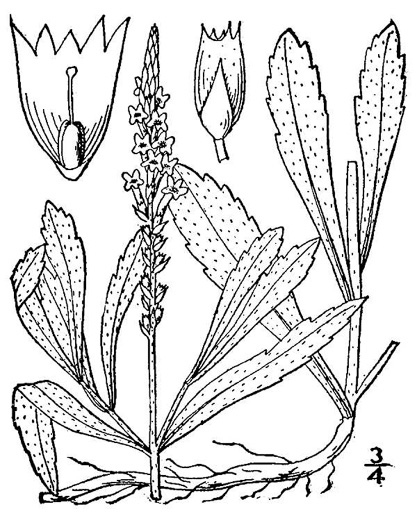 drawing of Verbena simplex, Narrowleaf Vervain