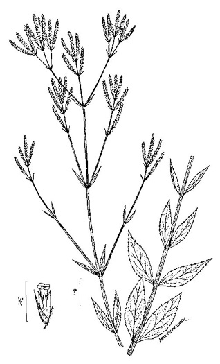 drawing of Verbena brasiliensis, Brazilian Vervain