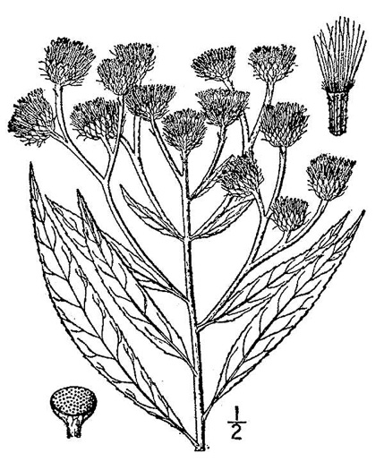 drawing of Vernonia noveboracensis, New York Ironweed