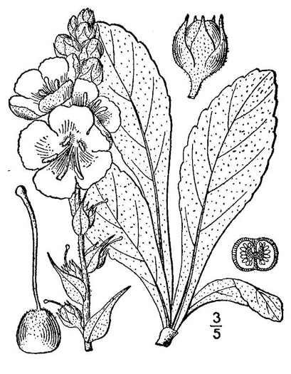 drawing of Verbascum phlomoides, Clasping Mullein, Orange Mullein