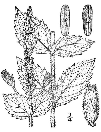 drawing of Verbena stricta, Hoary Vervain