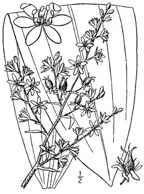 drawing of Melanthium woodii, Ozark Bunchflower, Wood's False-hellebore