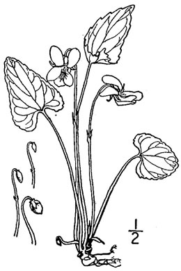 drawing of Viola affinis, LeConte's Violet, Sand Violet, Thinleaf Violet, Missouri Violet