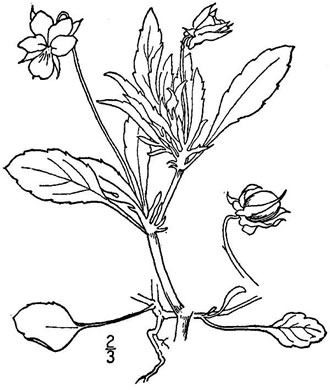 drawing of Viola arvensis, European Field Pansy