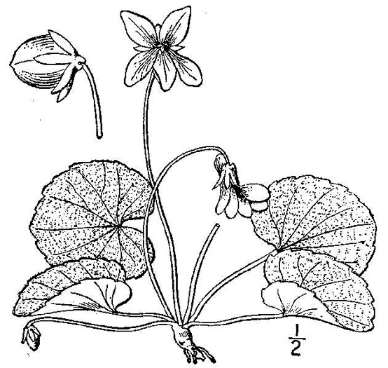 drawing of Viola hirsutula, Southern Woodland Violet, Silvery Purple-leaf Violet, Southern Wood Violet
