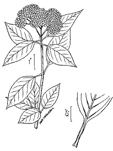 drawing of Viburnum lentago, Nannyberry, Sheepberry