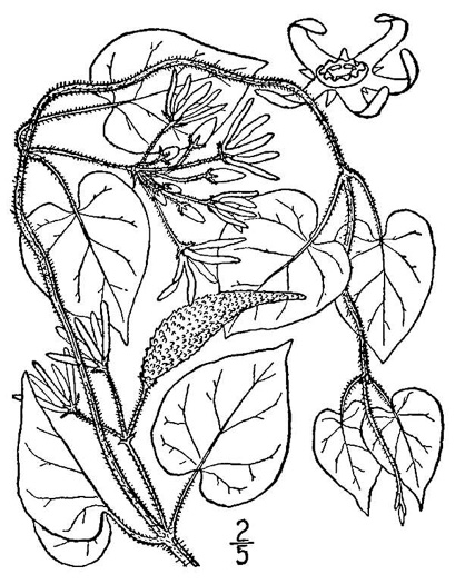 drawing of Matelea obliqua, Northern Spinypod, Limerock Milkvine, Climbing Milkvine