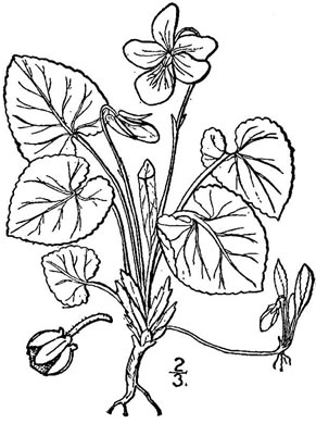 drawing of Viola odorata, English Violet, Sweet Violet