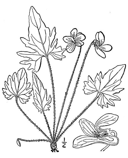 drawing of Viola palmata var. palmata, Wood Violet, Early Blue Violet, Palmate-leaved Violet, Southern Three-lobed Violet